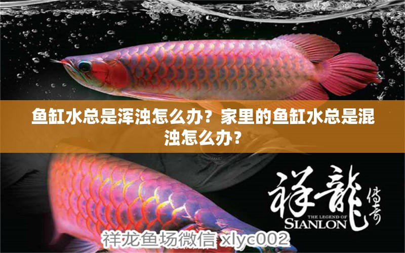 鱼缸水总是浑浊怎么办？家里的鱼缸水总是混浊怎么办？