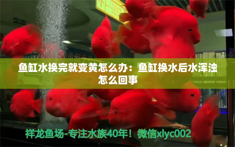 鱼缸水换完就变黄怎么办：鱼缸换水后水浑浊怎么回事