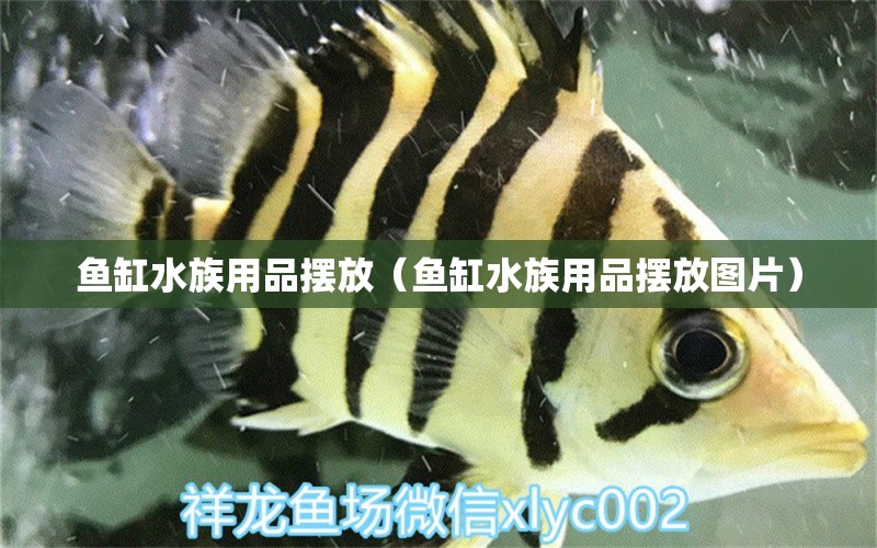 鱼缸水族用品摆放（鱼缸水族用品摆放图片）