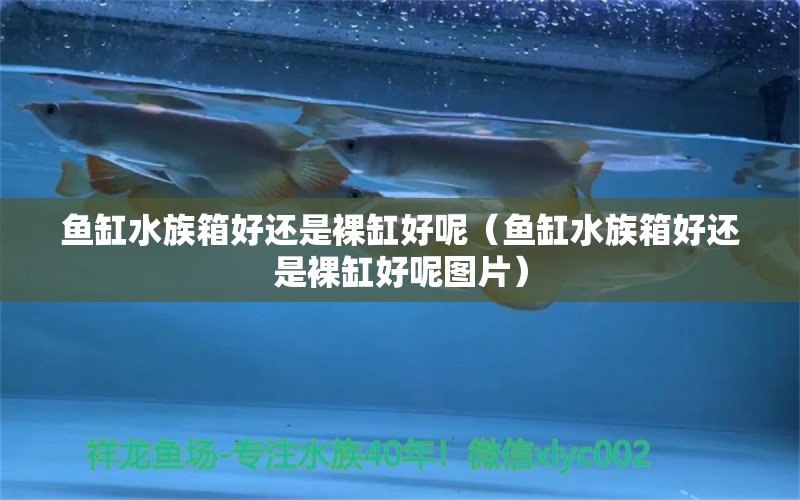 鱼缸水族箱好还是裸缸好呢（鱼缸水族箱好还是裸缸好呢图片） 龙鱼麻药（祥龙Nika）