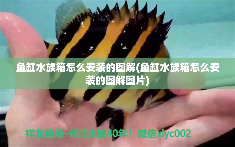 鱼缸水族箱怎么安装的图解(鱼缸水族箱怎么安装的图解图片)