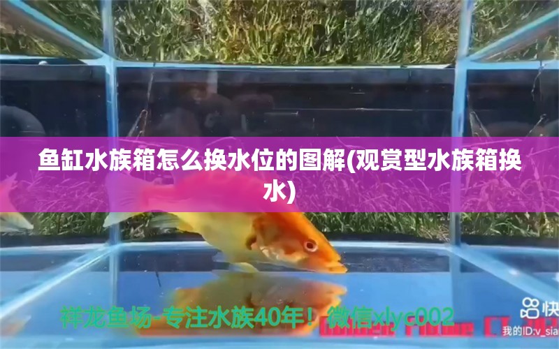 鱼缸水族箱怎么换水位的图解(观赏型水族箱换水) 鱼缸/水族箱