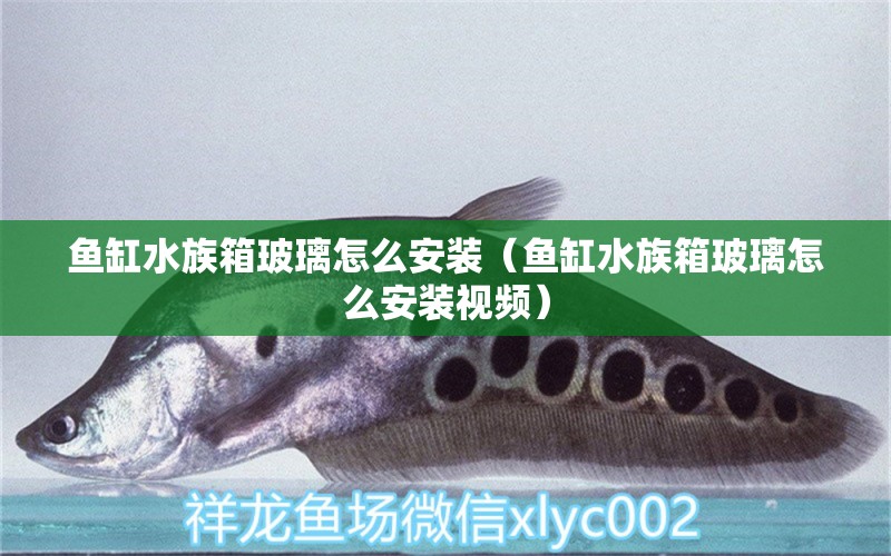 鱼缸水族箱玻璃怎么安装（鱼缸水族箱玻璃怎么安装视频）