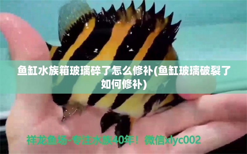 鱼缸水族箱玻璃碎了怎么修补(鱼缸玻璃破裂了如何修补)