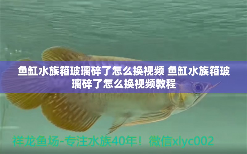 鱼缸水族箱玻璃碎了怎么换视频 鱼缸水族箱玻璃碎了怎么换视频教程 养鱼知识 第1张