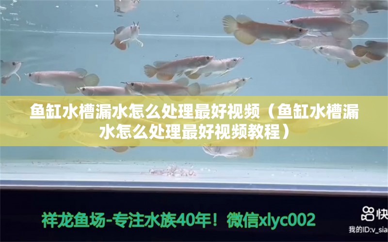 鱼缸水槽漏水怎么处理最好视频（鱼缸水槽漏水怎么处理最好视频教程） 祥龙水族医院