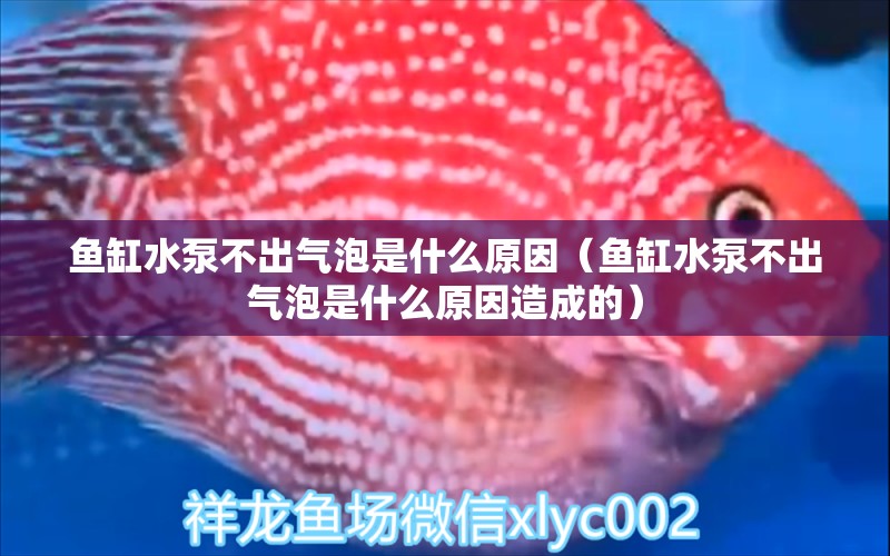 鱼缸水泵不出气泡是什么原因（鱼缸水泵不出气泡是什么原因造成的）