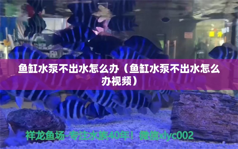 鱼缸水泵不出水怎么办（鱼缸水泵不出水怎么办视频） 鱼缸水泵