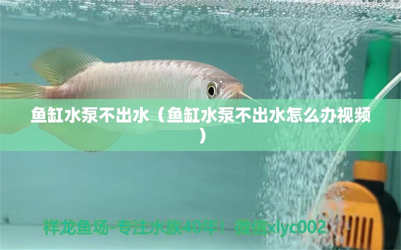 鱼缸水泵不出水（鱼缸水泵不出水怎么办视频） 鱼缸水泵