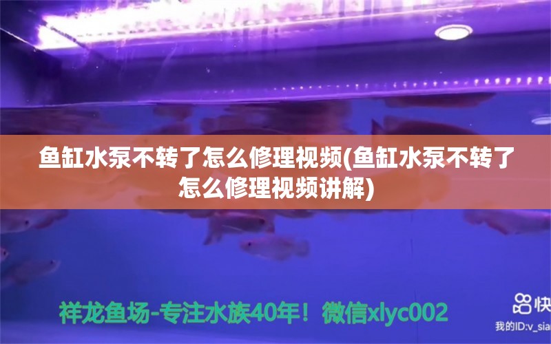 鱼缸水泵不转了怎么修理视频(鱼缸水泵不转了怎么修理视频讲解)