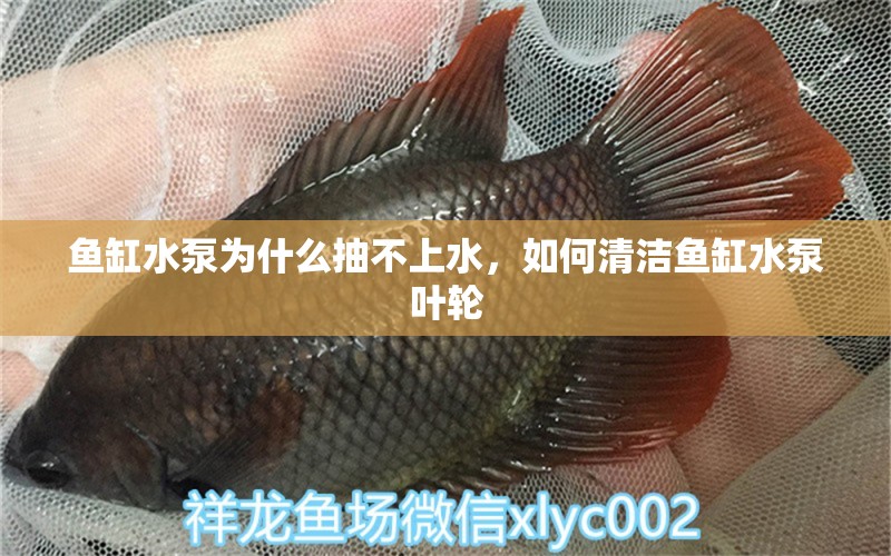 鱼缸水泵为什么抽不上水，如何清洁鱼缸水泵叶轮 鱼缸百科 第7张