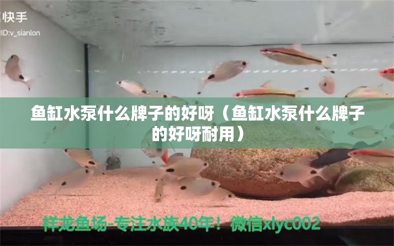 鱼缸水泵什么牌子的好呀（鱼缸水泵什么牌子的好呀耐用） 鱼缸水泵