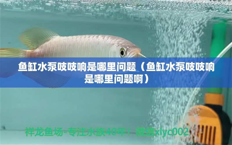 鱼缸水泵吱吱响是哪里问题（鱼缸水泵吱吱响是哪里问题啊）