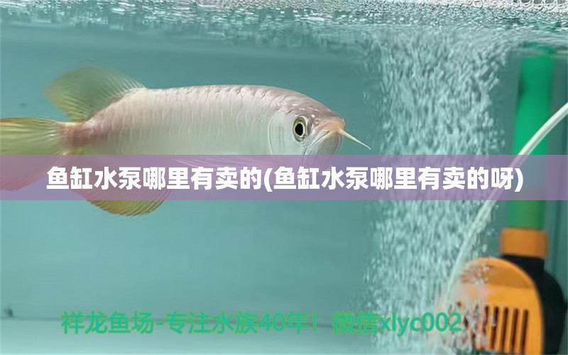 鱼缸水泵哪里有卖的(鱼缸水泵哪里有卖的呀)