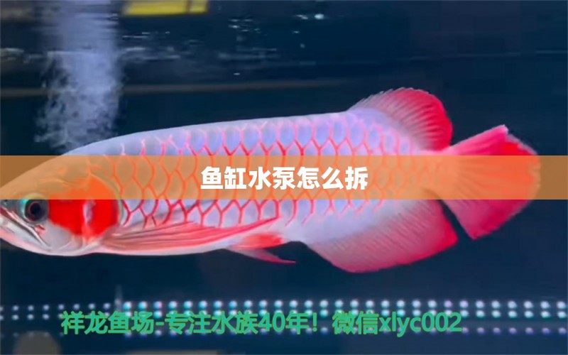 鱼缸水泵怎么拆 水族问答 第2张