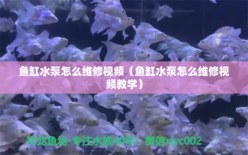 鱼缸水泵怎么维修视频（鱼缸水泵怎么维修视频教学）