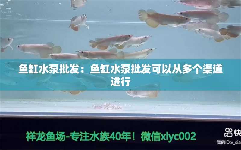 鱼缸水泵批发：鱼缸水泵批发可以从多个渠道进行 龙鱼百科 第1张