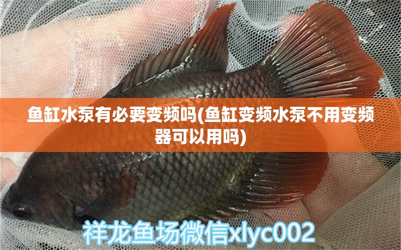 鱼缸水泵有必要变频吗(鱼缸变频水泵不用变频器可以用吗)