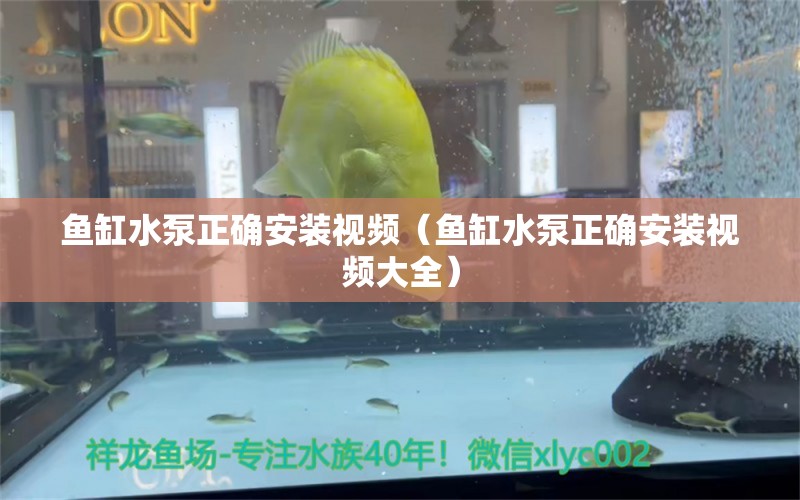 鱼缸水泵正确安装视频（鱼缸水泵正确安装视频大全）