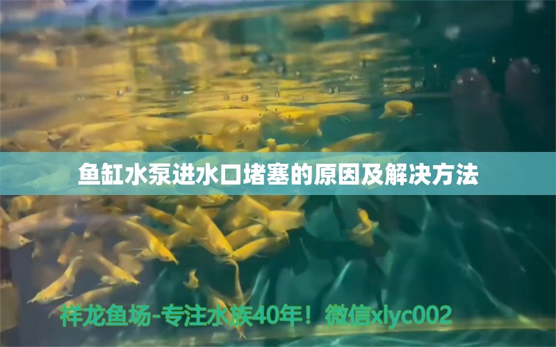 鱼缸水泵进水口堵塞的原因及解决方法 鱼缸水泵