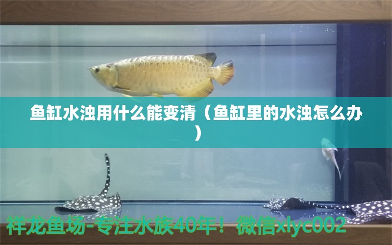 鱼缸水浊用什么能变清（鱼缸里的水浊怎么办）