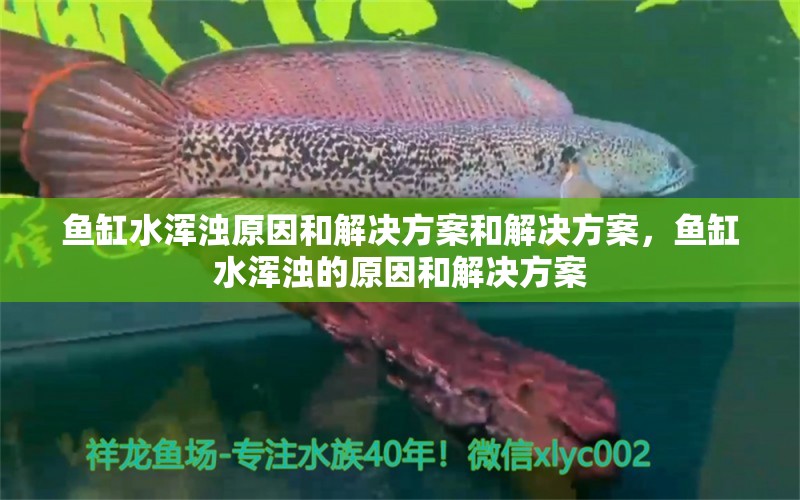 鱼缸水浑浊原因和解决方案和解决方案，鱼缸水浑浊的原因和解决方案 细线银板鱼苗