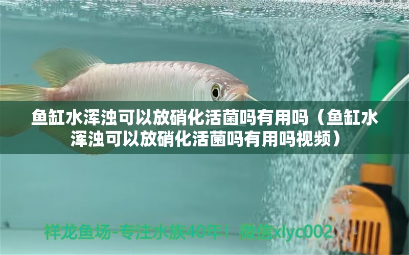 鱼缸水浑浊可以放硝化活菌吗有用吗（鱼缸水浑浊可以放硝化活菌吗有用吗视频）