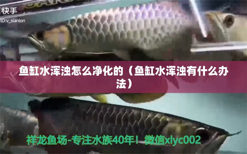 鱼缸水浑浊怎么净化的（鱼缸水浑浊有什么办法）