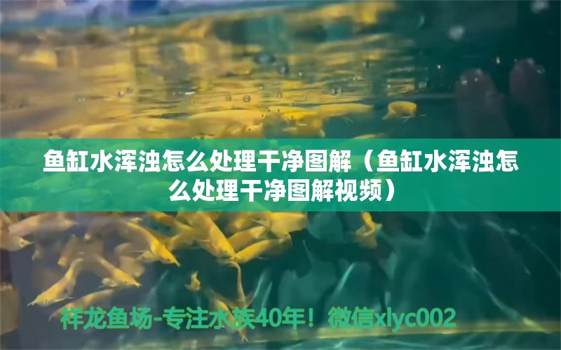 鱼缸水浑浊怎么处理干净图解（鱼缸水浑浊怎么处理干净图解视频） 观赏鱼市场（混养鱼）