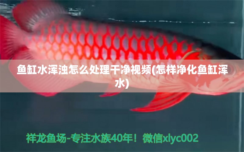 鱼缸水浑浊怎么处理干净视频(怎样净化鱼缸浑水) 红尾平克鱼