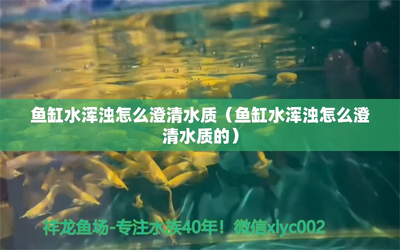 鱼缸水浑浊怎么澄清水质（鱼缸水浑浊怎么澄清水质的）