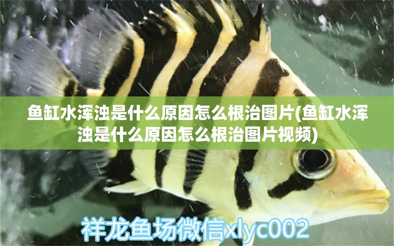 鱼缸水浑浊是什么原因怎么根治图片(鱼缸水浑浊是什么原因怎么根治图片视频)