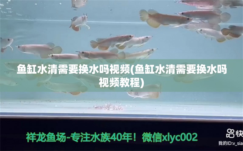 鱼缸水清需要换水吗视频(鱼缸水清需要换水吗视频教程) 大正锦鲤鱼