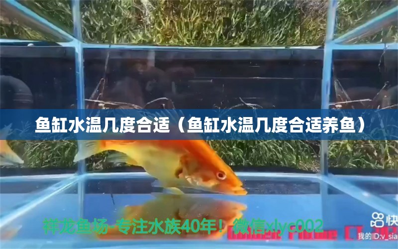 鱼缸水温几度合适（鱼缸水温几度合适养鱼）