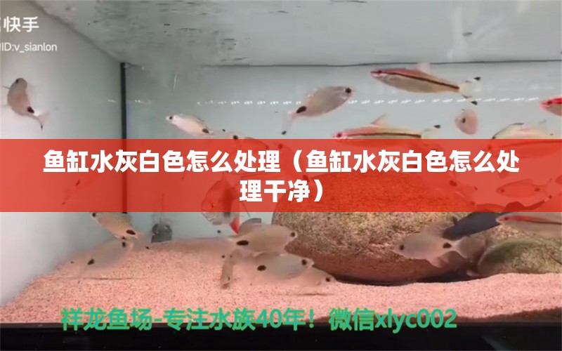 鱼缸水灰白色怎么处理（鱼缸水灰白色怎么处理干净） 其他品牌鱼缸