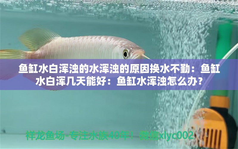 鱼缸水白浑浊的水浑浊的原因换水不勤：鱼缸水白浑几天能好：鱼缸水浑浊怎么办？ 鱼缸百科 第2张