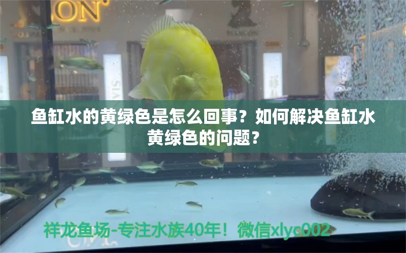 鱼缸水的黄绿色是怎么回事？如何解决鱼缸水黄绿色的问题？