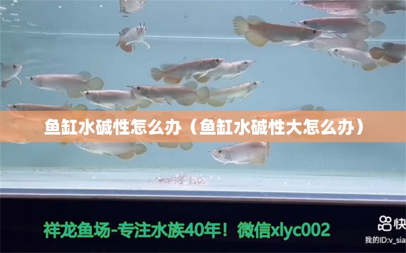 鱼缸水碱性怎么办（鱼缸水碱性大怎么办）