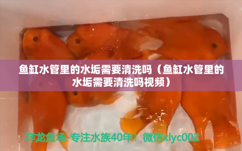 鱼缸水管里的水垢需要清洗吗（鱼缸水管里的水垢需要清洗吗视频） 其他品牌鱼缸