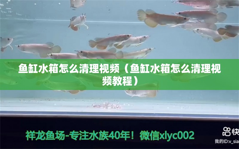 鱼缸水箱怎么清理视频（鱼缸水箱怎么清理视频教程） 祥龙水族医院