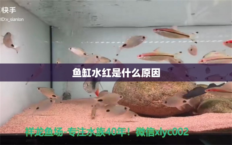 鱼缸水红是什么原因