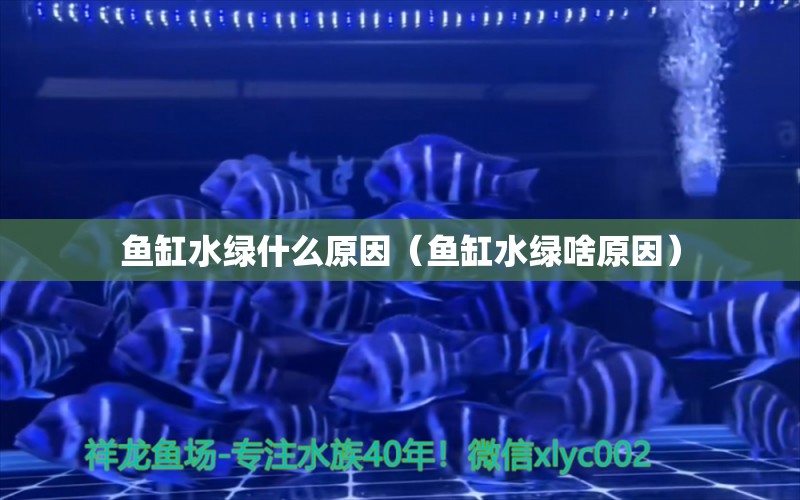 鱼缸水绿什么原因（鱼缸水绿啥原因）