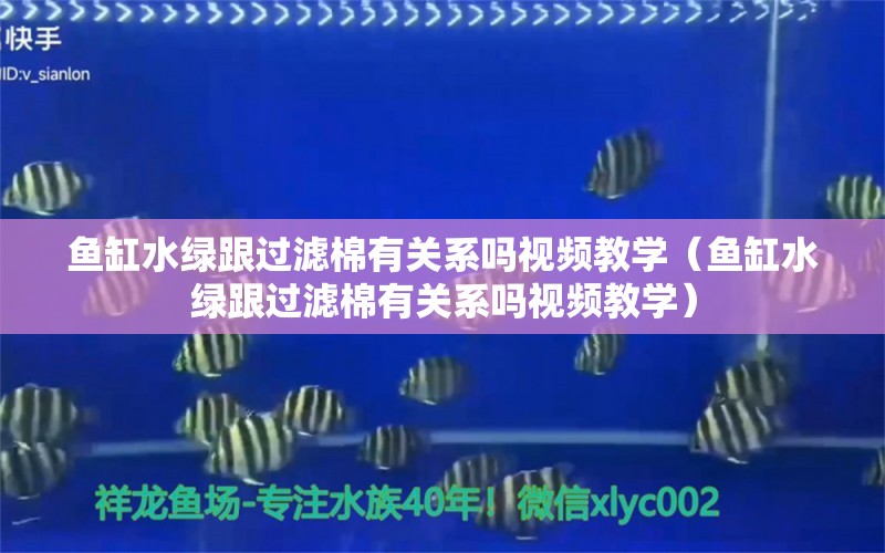 鱼缸水绿跟过滤棉有关系吗视频教学（鱼缸水绿跟过滤棉有关系吗视频教学） 观赏鱼市场（混养鱼）