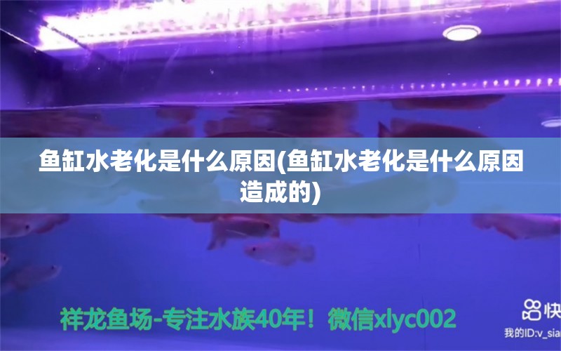 鱼缸水老化是什么原因(鱼缸水老化是什么原因造成的) BD魟鱼 第1张