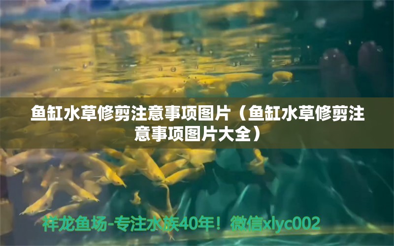 鱼缸水草修剪注意事项图片（鱼缸水草修剪注意事项图片大全）