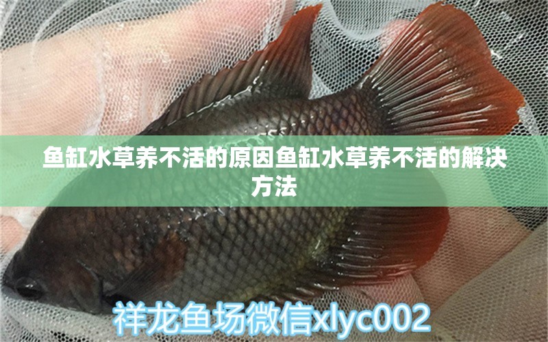 鱼缸水草养不活的原因鱼缸水草养不活的解决方法 水草