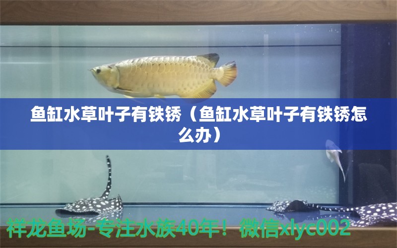 鱼缸水草叶子有铁锈（鱼缸水草叶子有铁锈怎么办） 水草