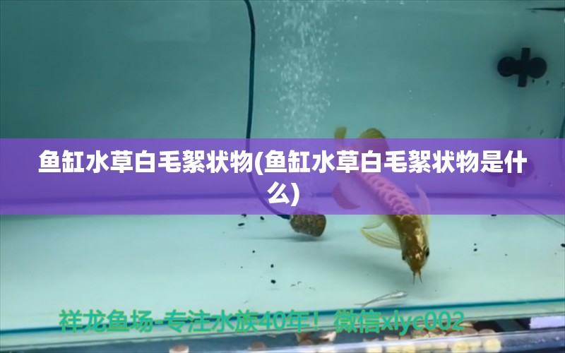 鱼缸水草白毛絮状物(鱼缸水草白毛絮状物是什么) 水草 第1张