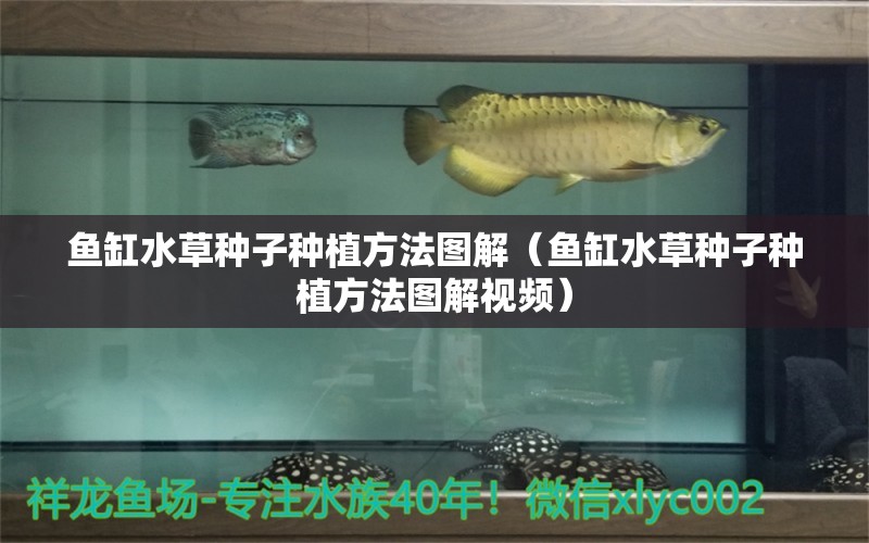 鱼缸水草种子种植方法图解（鱼缸水草种子种植方法图解视频） 水草