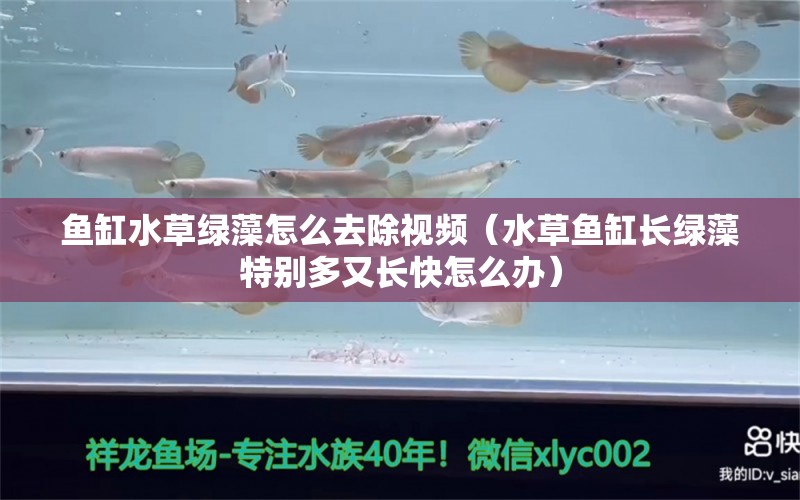 鱼缸水草绿藻怎么去除视频（水草鱼缸长绿藻特别多又长快怎么办）